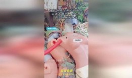 玩偶爆料视频在线观看,揭秘幕后秘密，带你走进虚拟世界的真实面纱